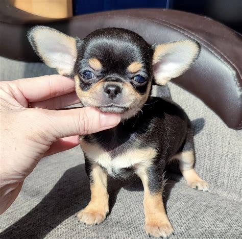 cheap puppies for sale in my area